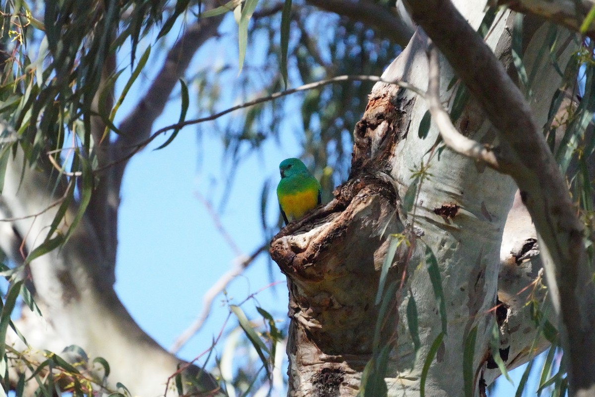 Red-rumped Parrot - ML620849368