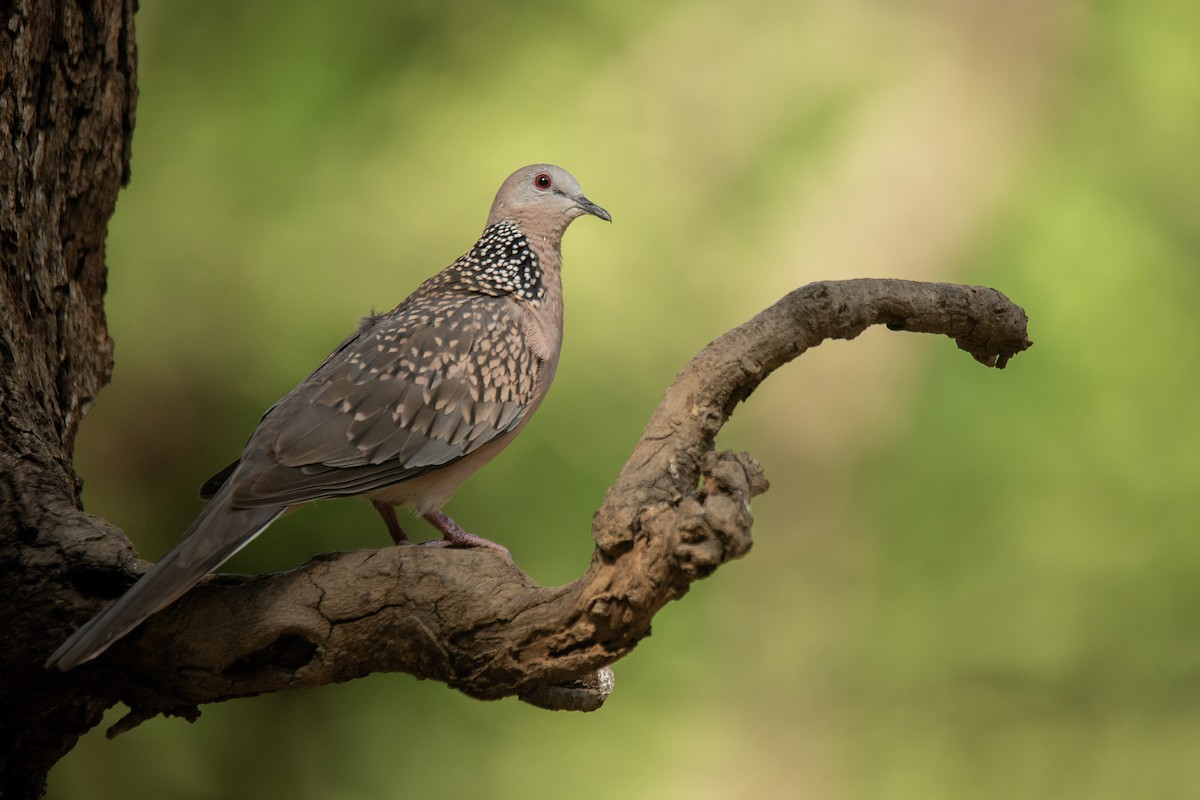 Spotted Dove - ML620849373