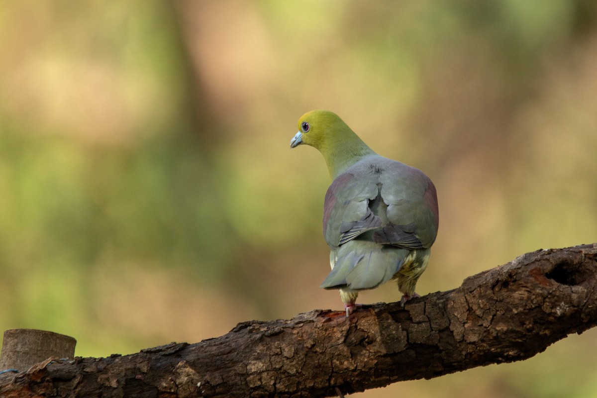 Wedge-tailed Green-Pigeon - ML620849376