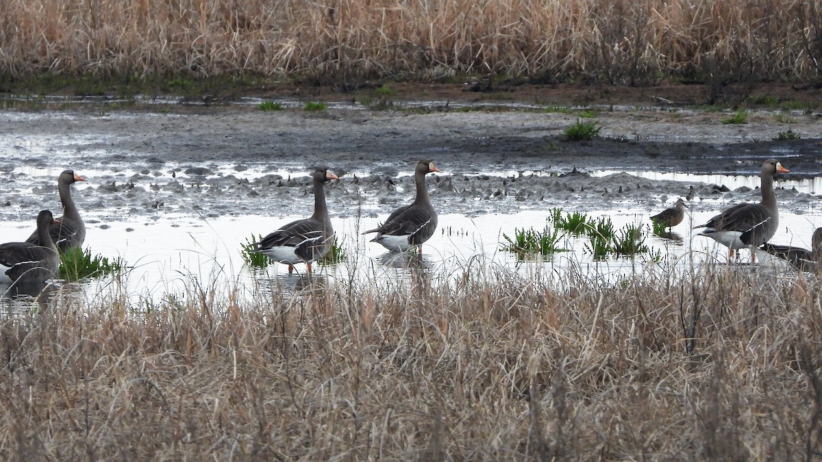 Greater White-fronted Goose - ML620849377