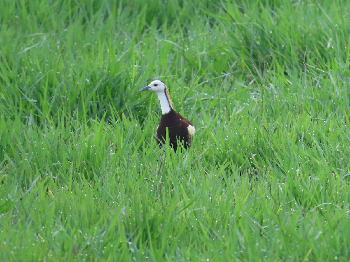 Pheasant-tailed Jacana - ML620849378