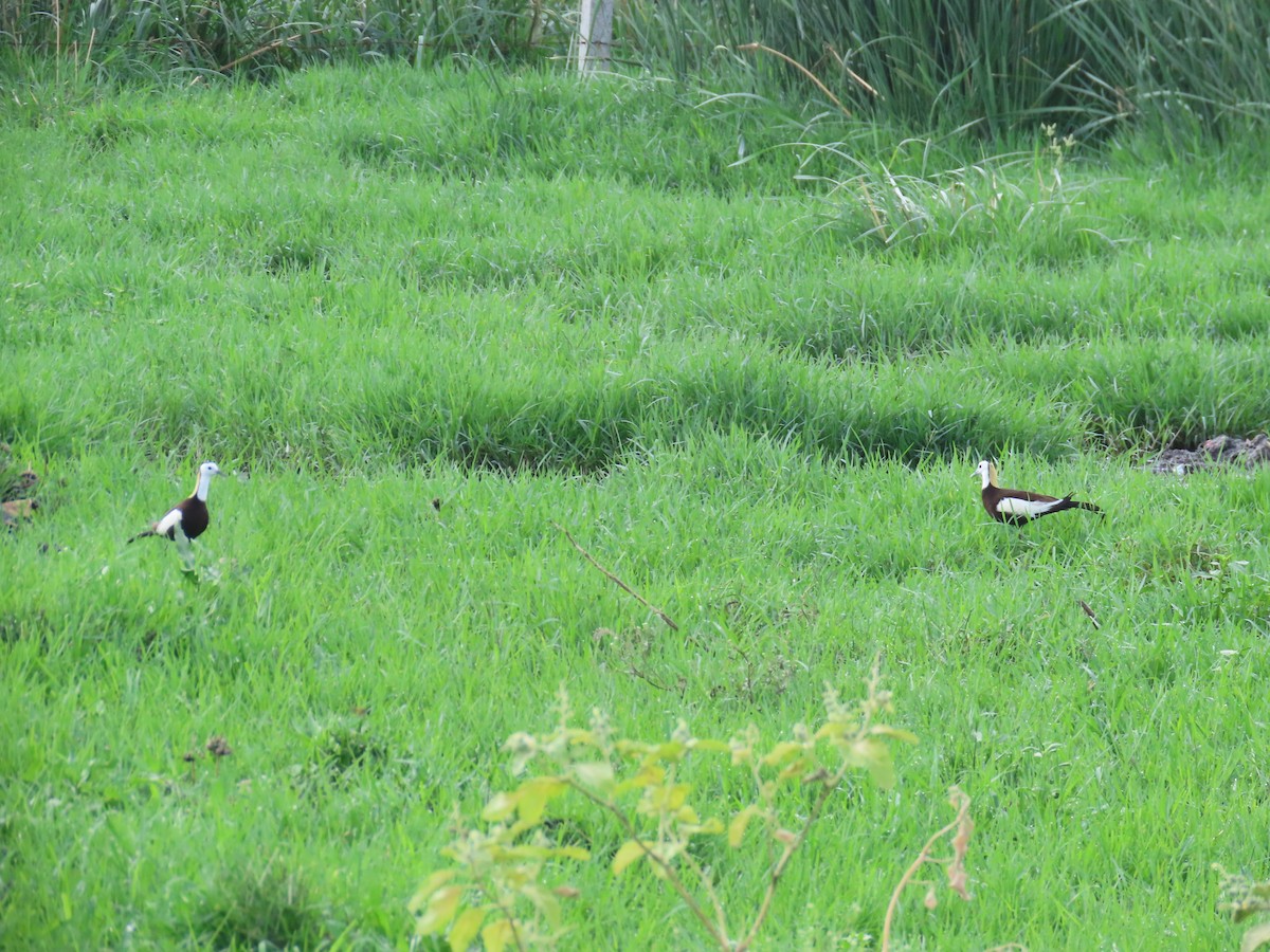 Pheasant-tailed Jacana - ML620849385