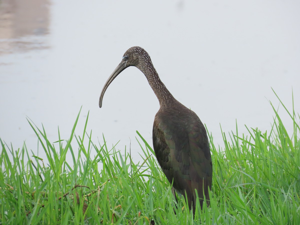 ibis hnědý - ML620849403