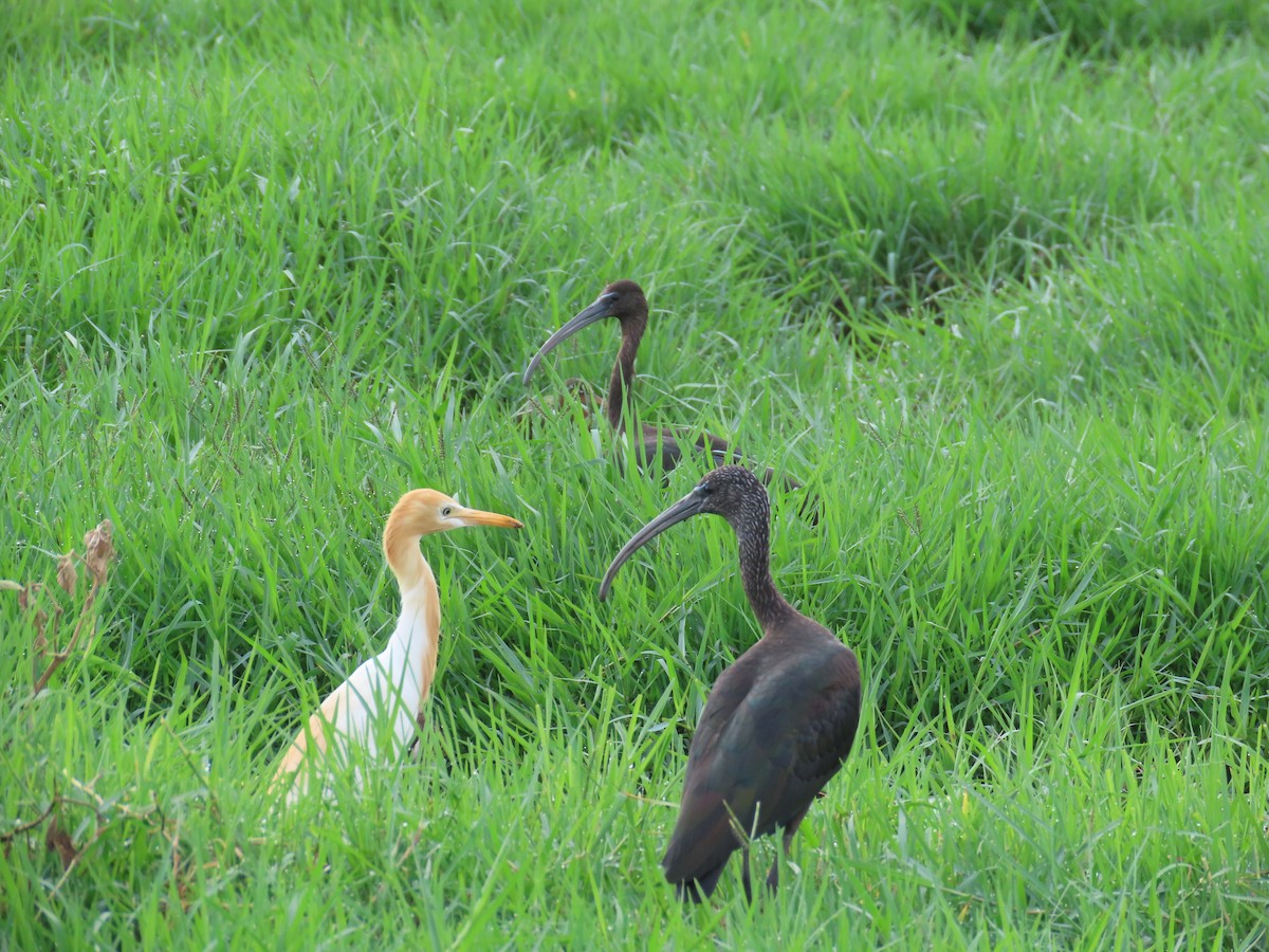 ibis hnědý - ML620849406