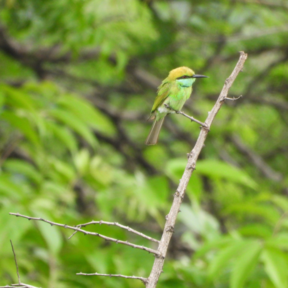 Asian Green Bee-eater - ML620849407