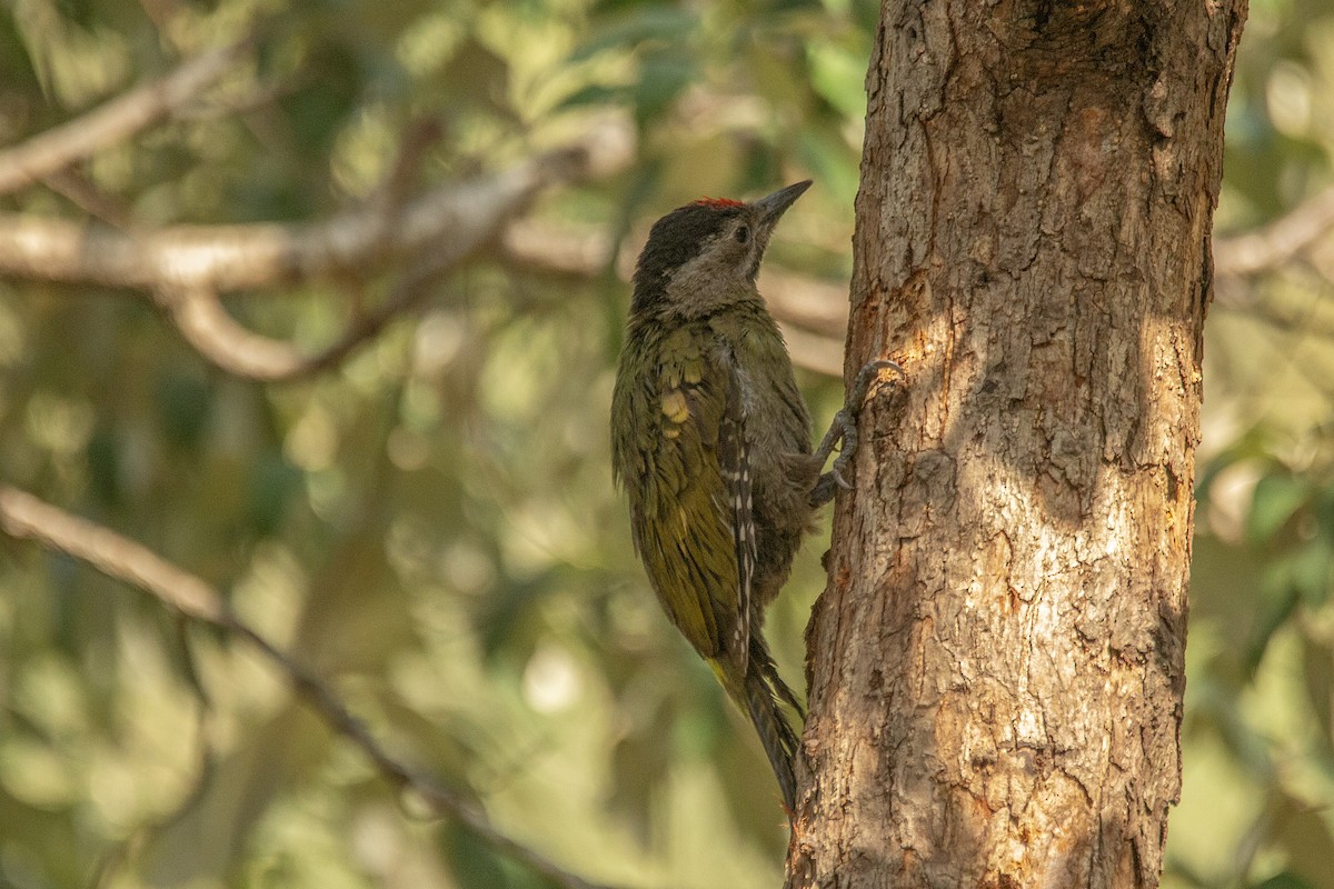 Gray-headed Woodpecker - ML620849408