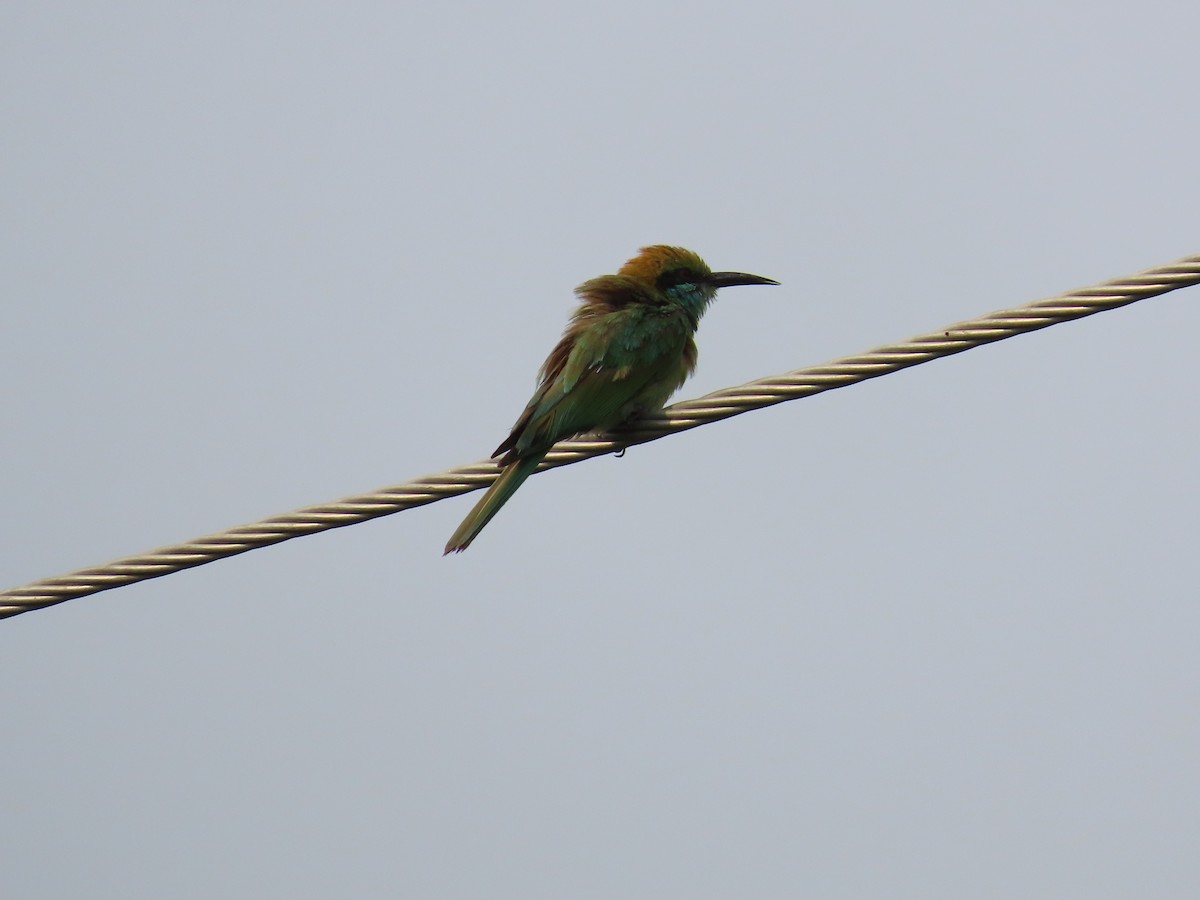 Asian Green Bee-eater - ML620849409
