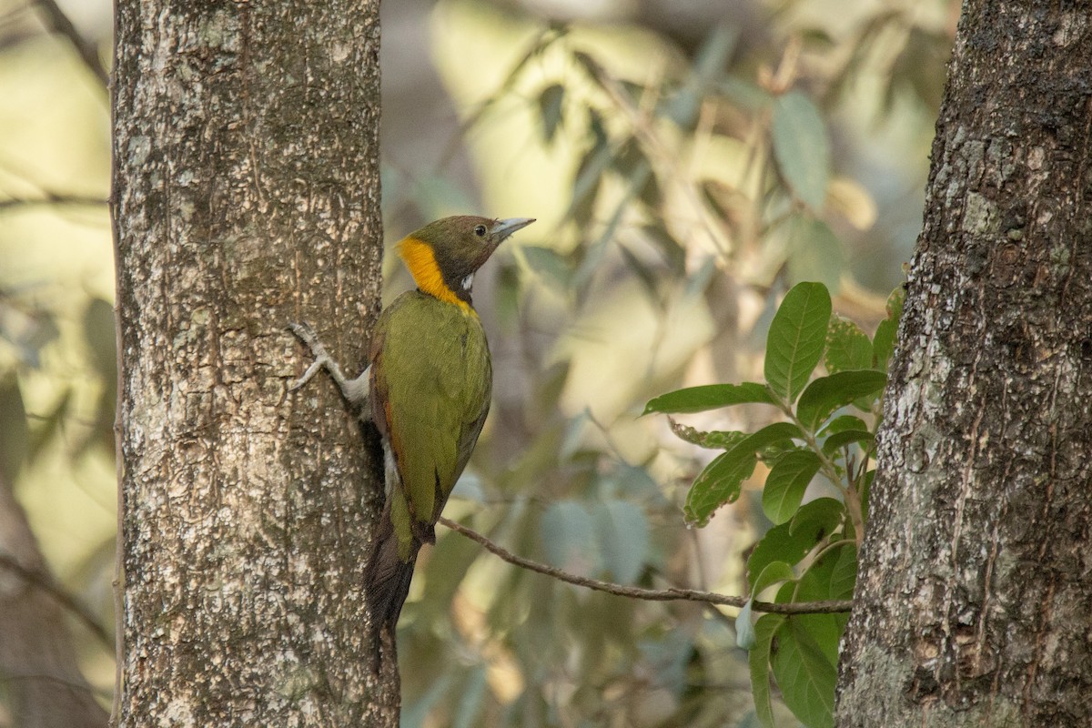 Greater Yellownape - ML620849412