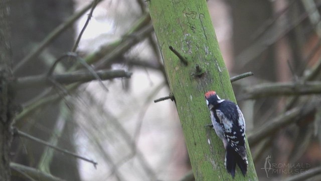 Great Spotted Woodpecker - ML620849414