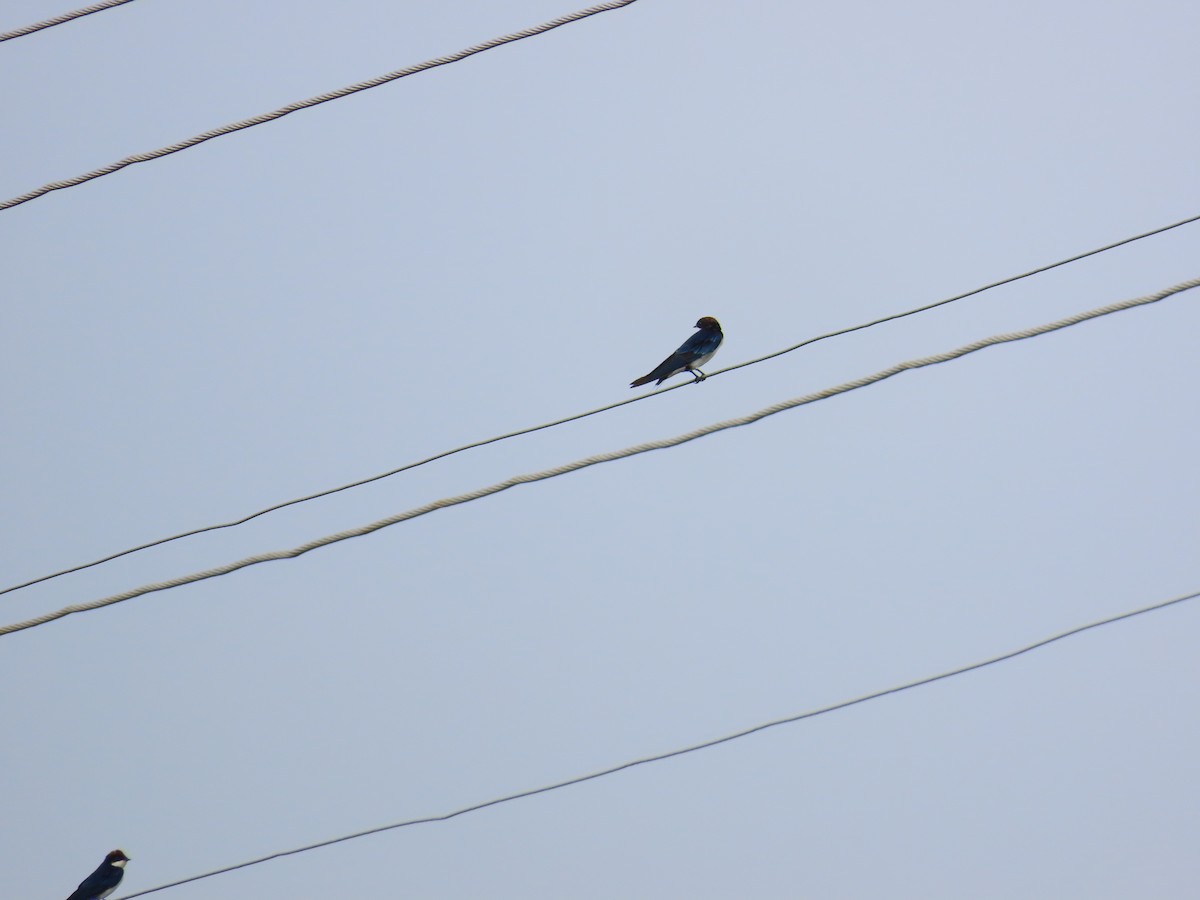 Wire-tailed Swallow - ML620849417