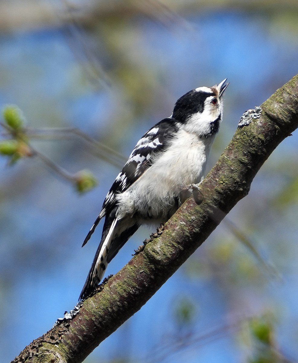Lesser Spotted Woodpecker - ML620849420