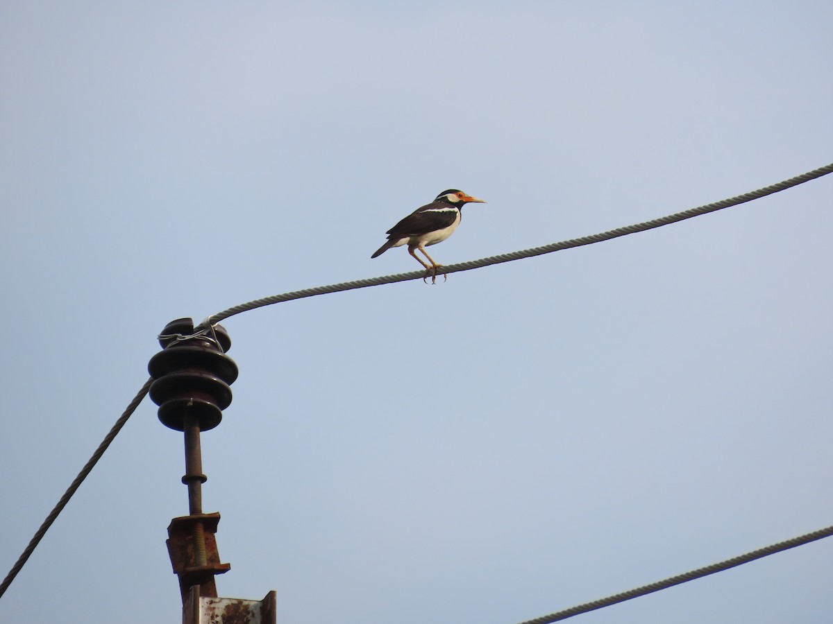 Indian Pied Starling - ML620849421