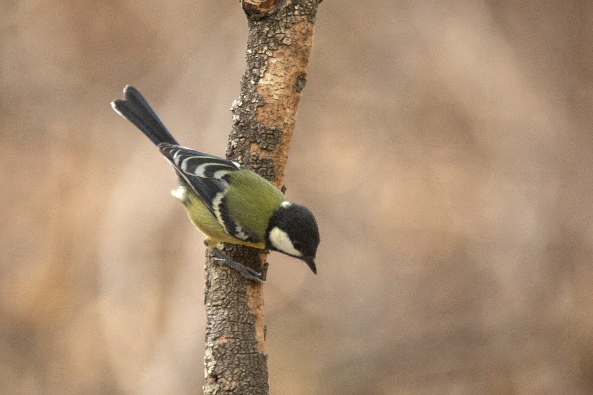 Green-backed Tit - ML620849427