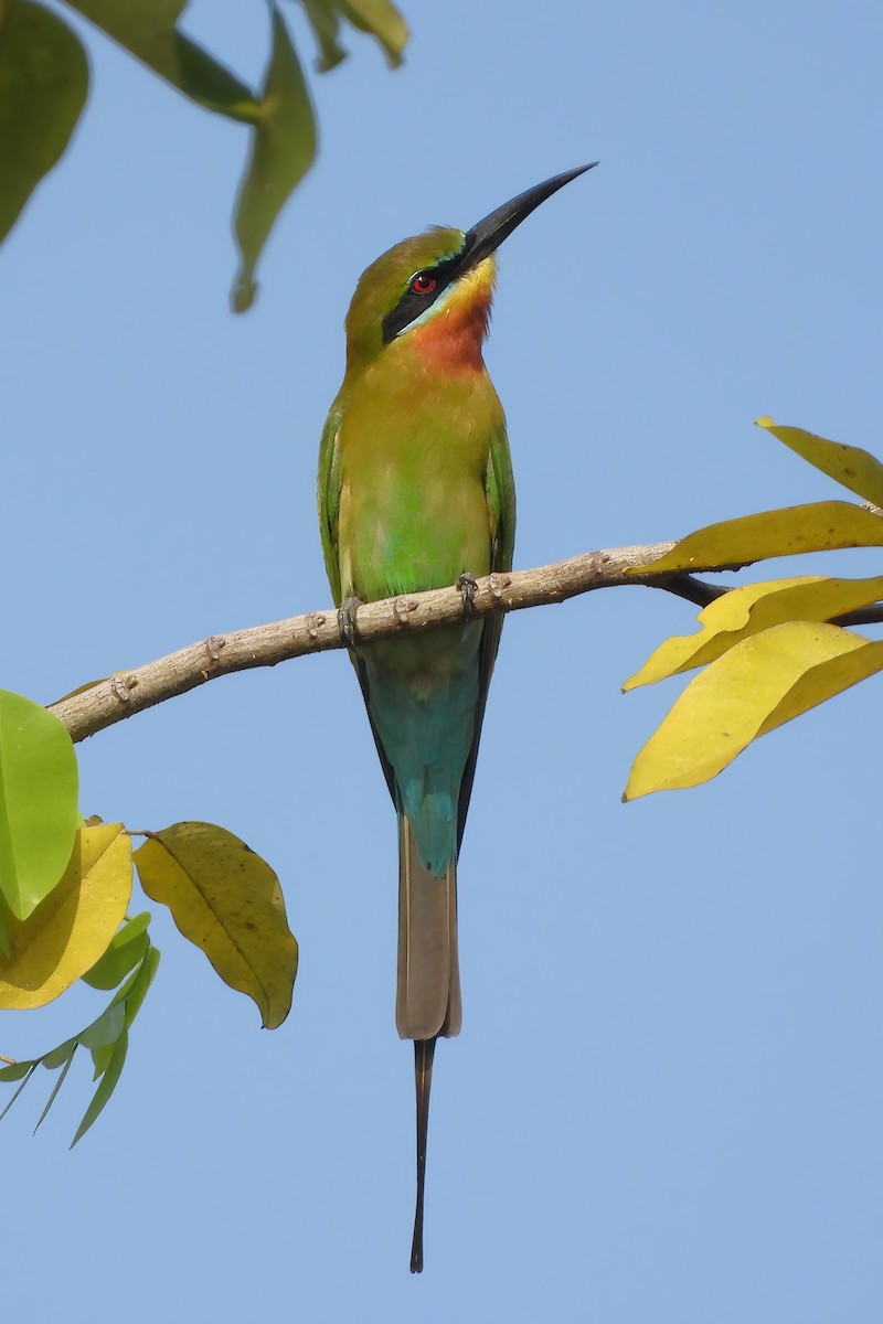 Blue-tailed Bee-eater - ML620849464