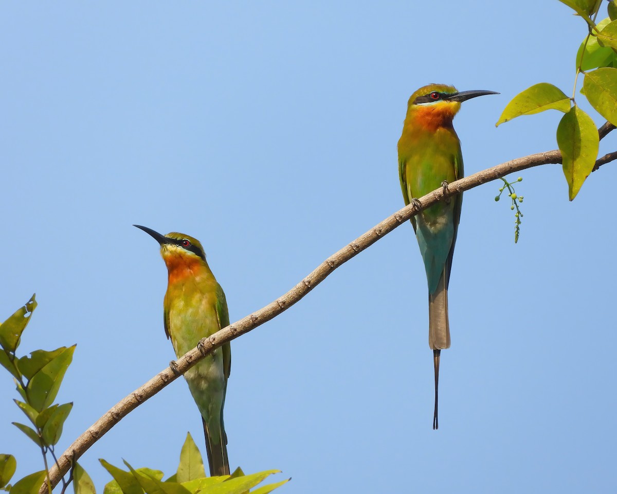 Blue-tailed Bee-eater - ML620849466
