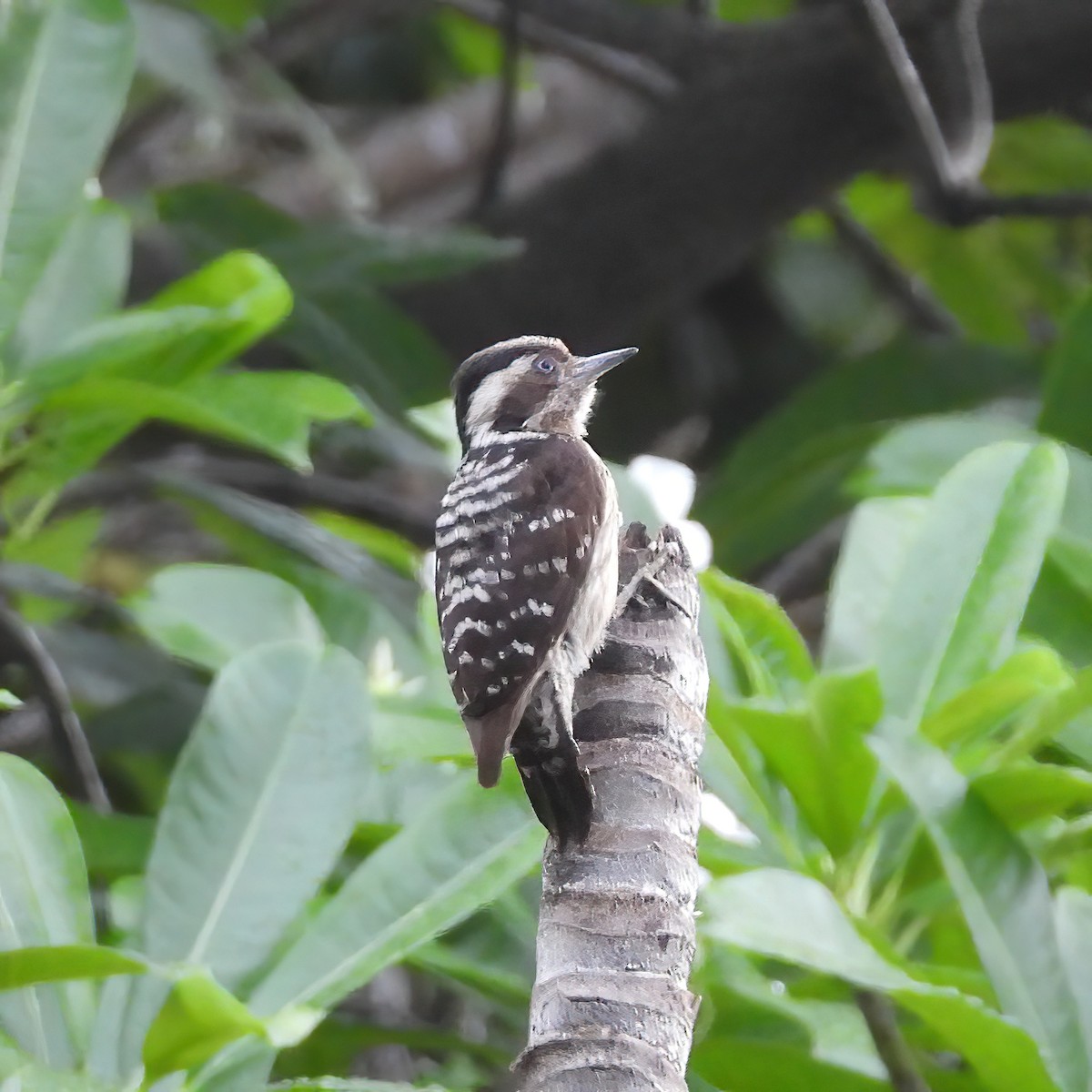 Gray-capped Pygmy Woodpecker - ML620849476