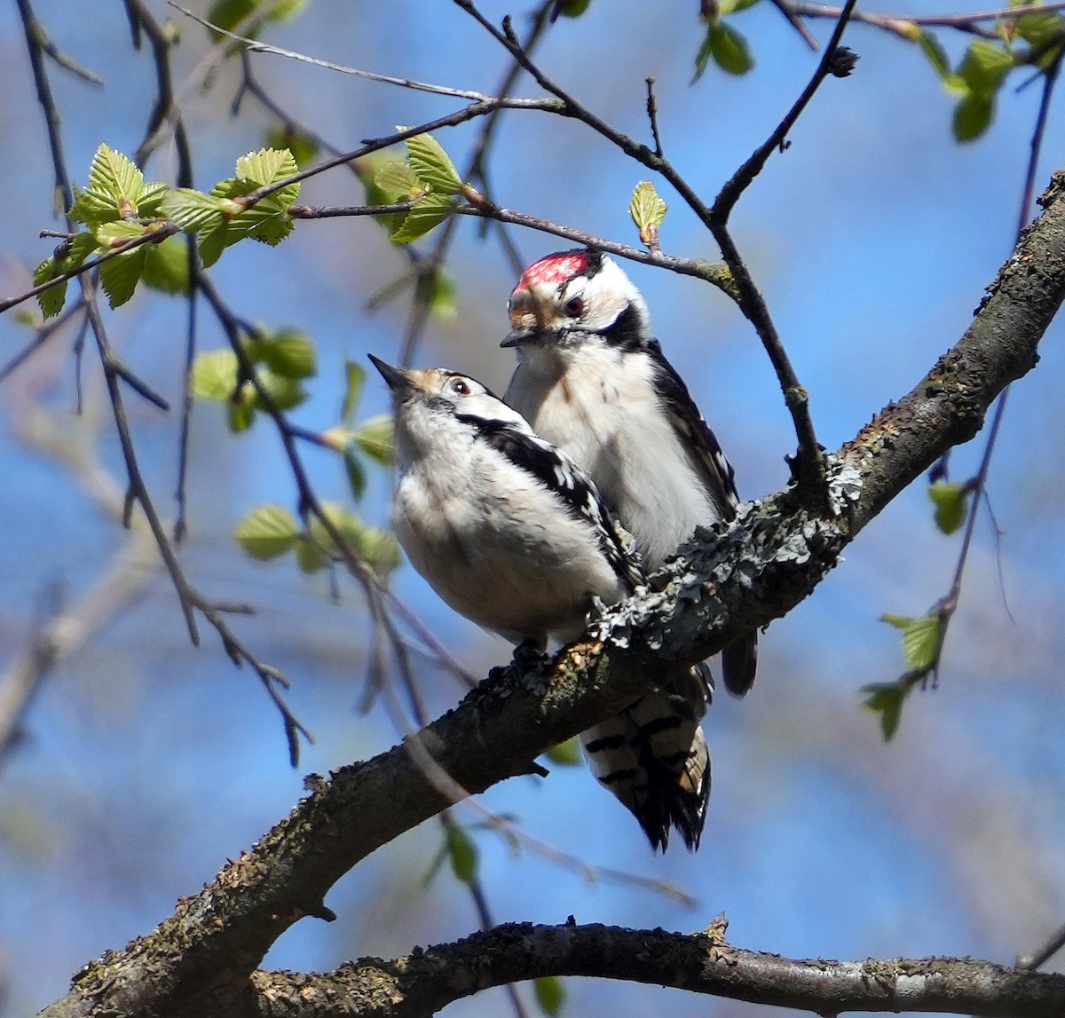 Lesser Spotted Woodpecker - ML620849488