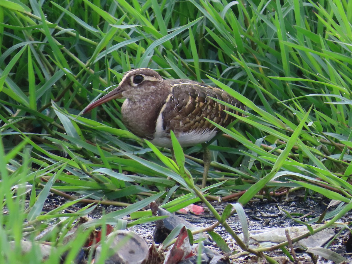 Greater Painted-Snipe - ML620849515