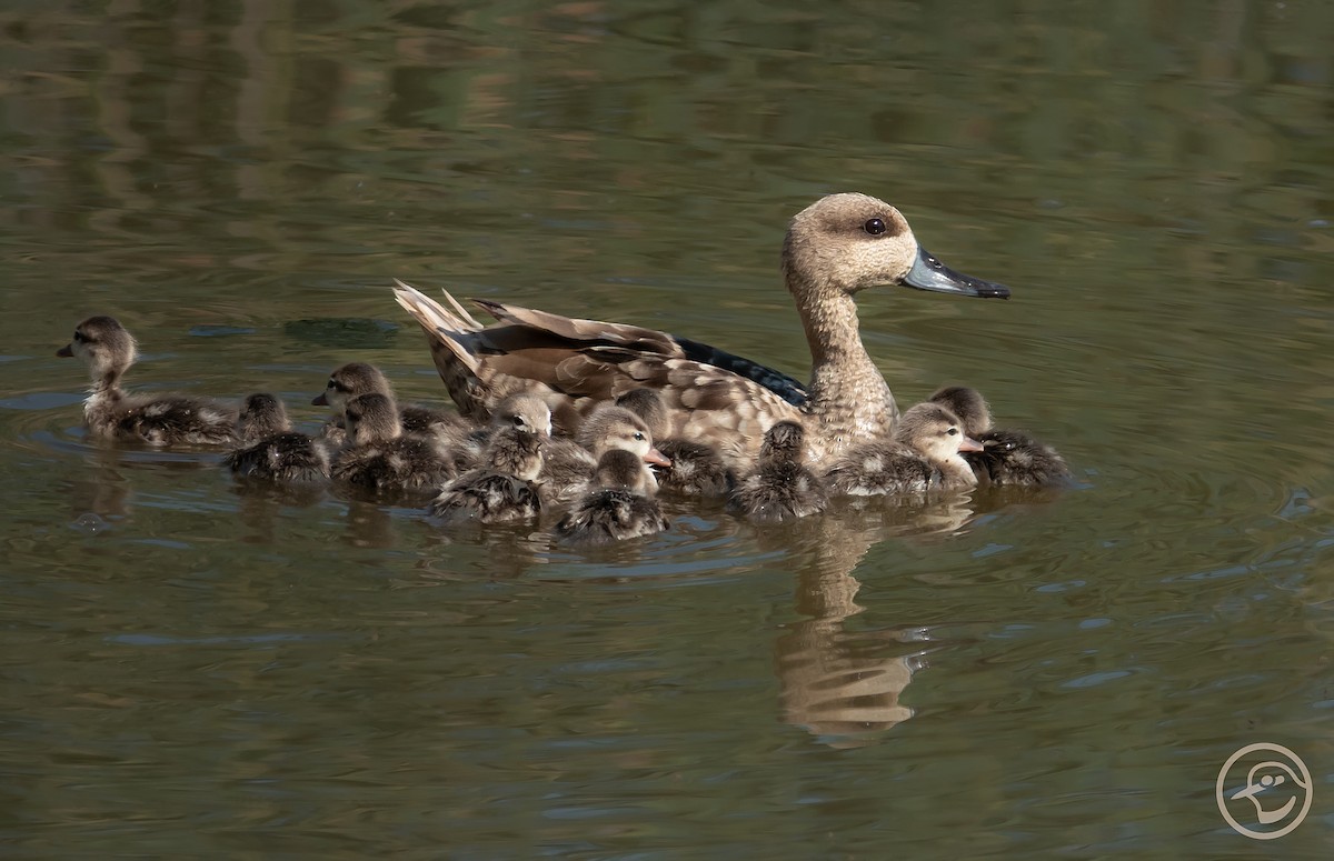 Marbled Duck - ML620849519