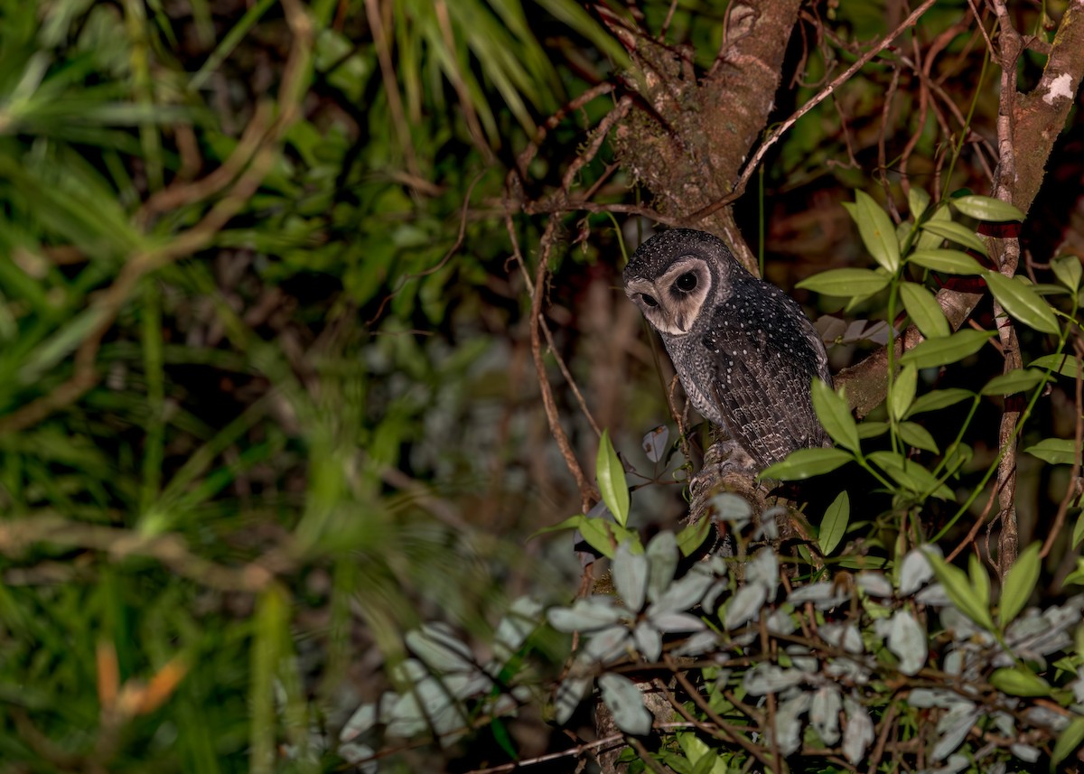 Sooty Owl (Lesser) - ML620849524