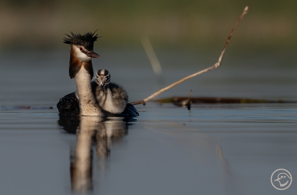 Great Crested Grebe - ML620849543
