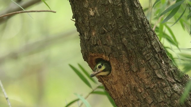 Al Göğüslü Barbet - ML620849556