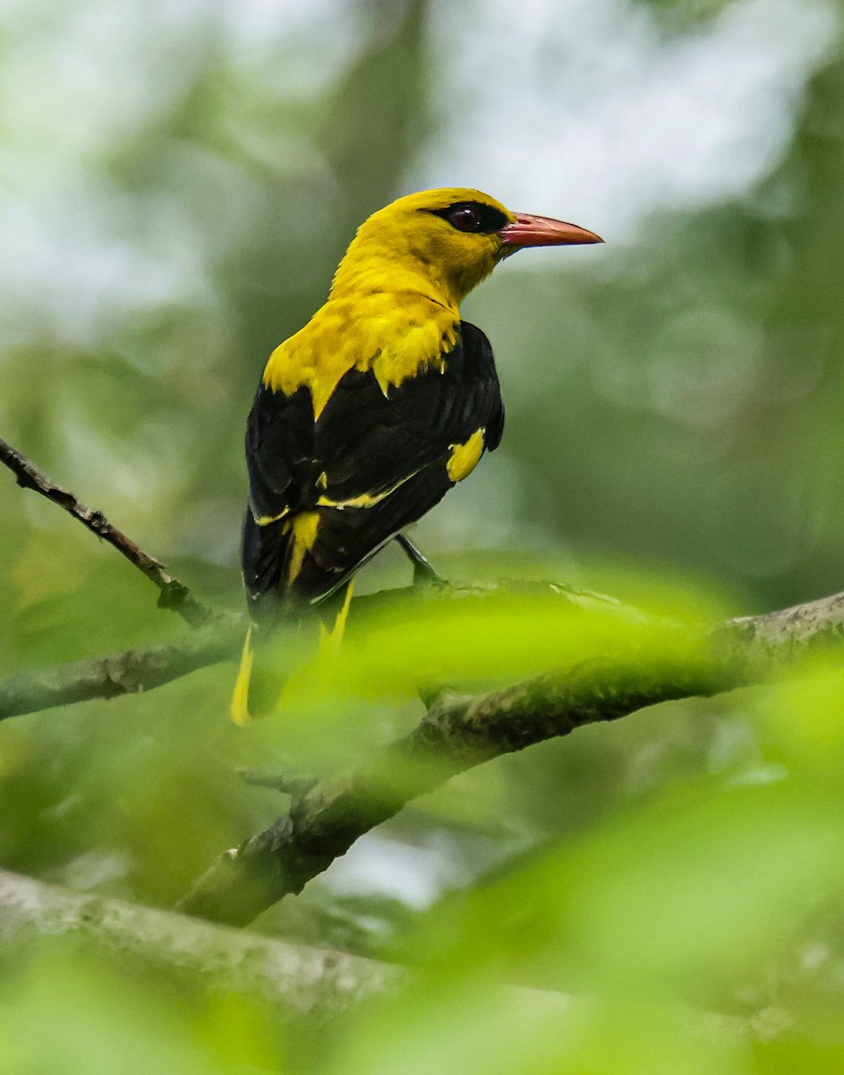 Indian Golden Oriole - ML620849557