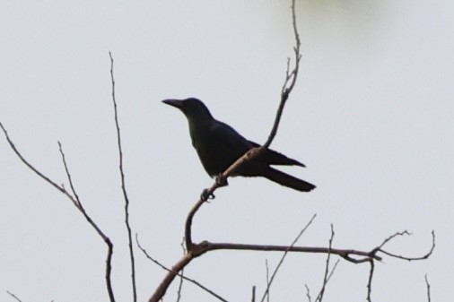 Large-billed Crow - ML620849596