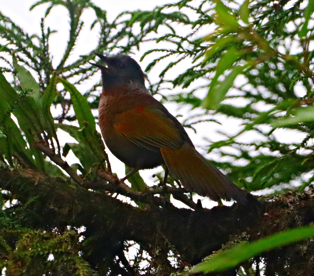Chestnut-crowned Laughingthrush - ML620849608