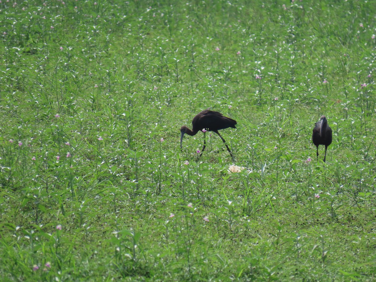 ibis hnědý - ML620849613