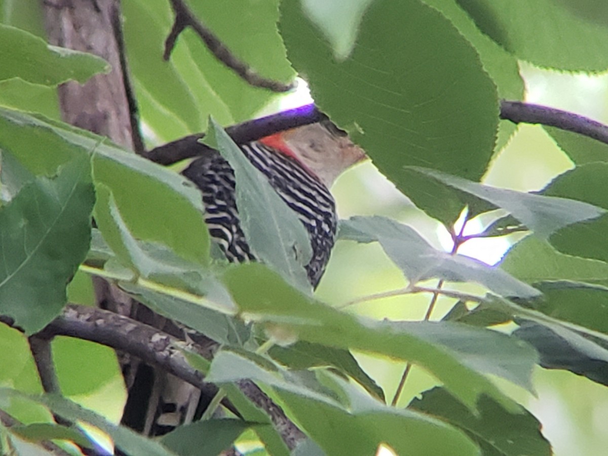 Red-bellied Woodpecker - ML620849642