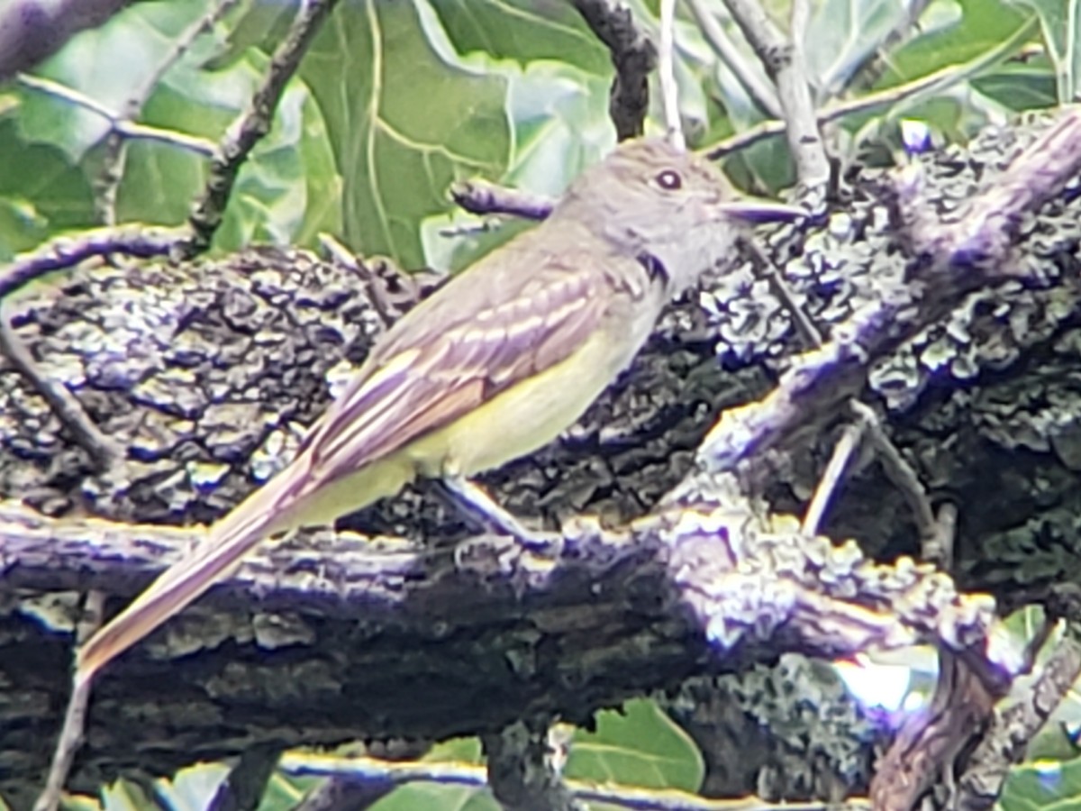 Great Crested Flycatcher - ML620849668