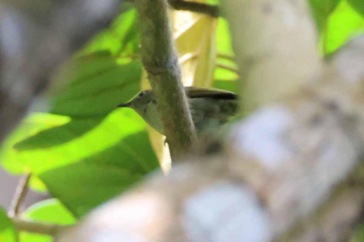 Orange-bellied Flowerpecker - Andrew William