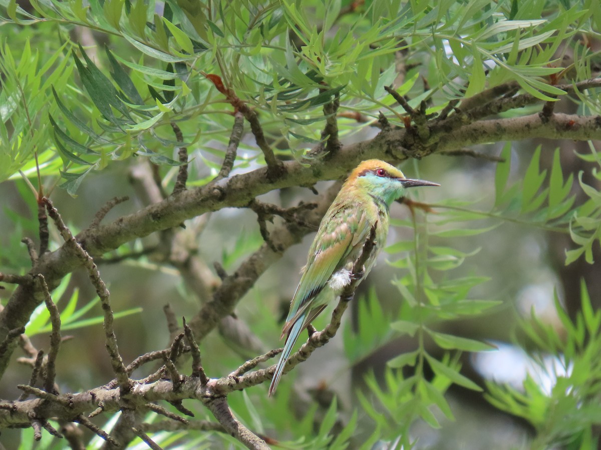 Asian Green Bee-eater - ML620849686