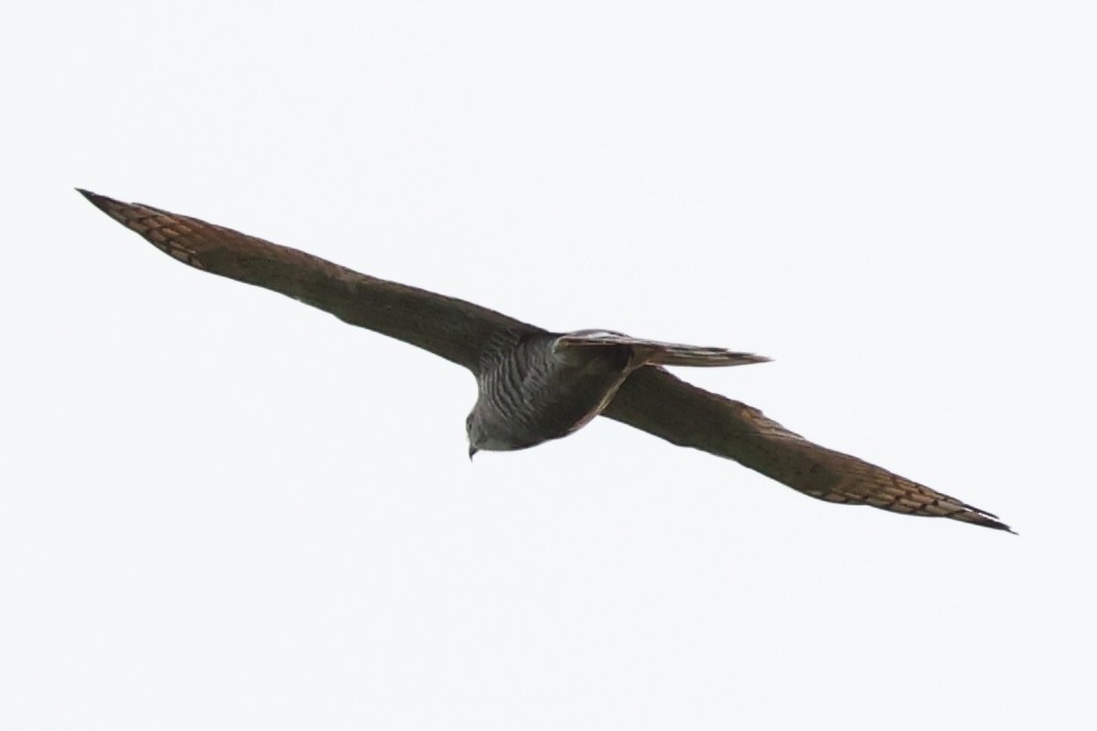 Gray-faced Buzzard - ML620849696