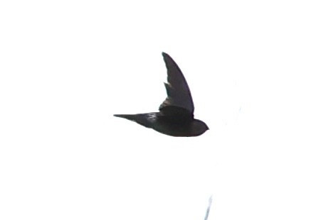 Gray-rumped Swiftlet - ML620849698