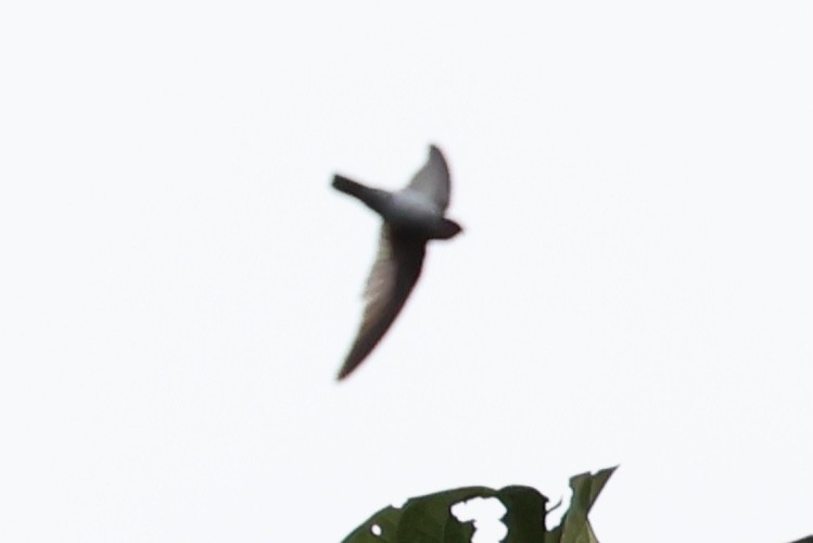 Gray-rumped Swiftlet - ML620849699