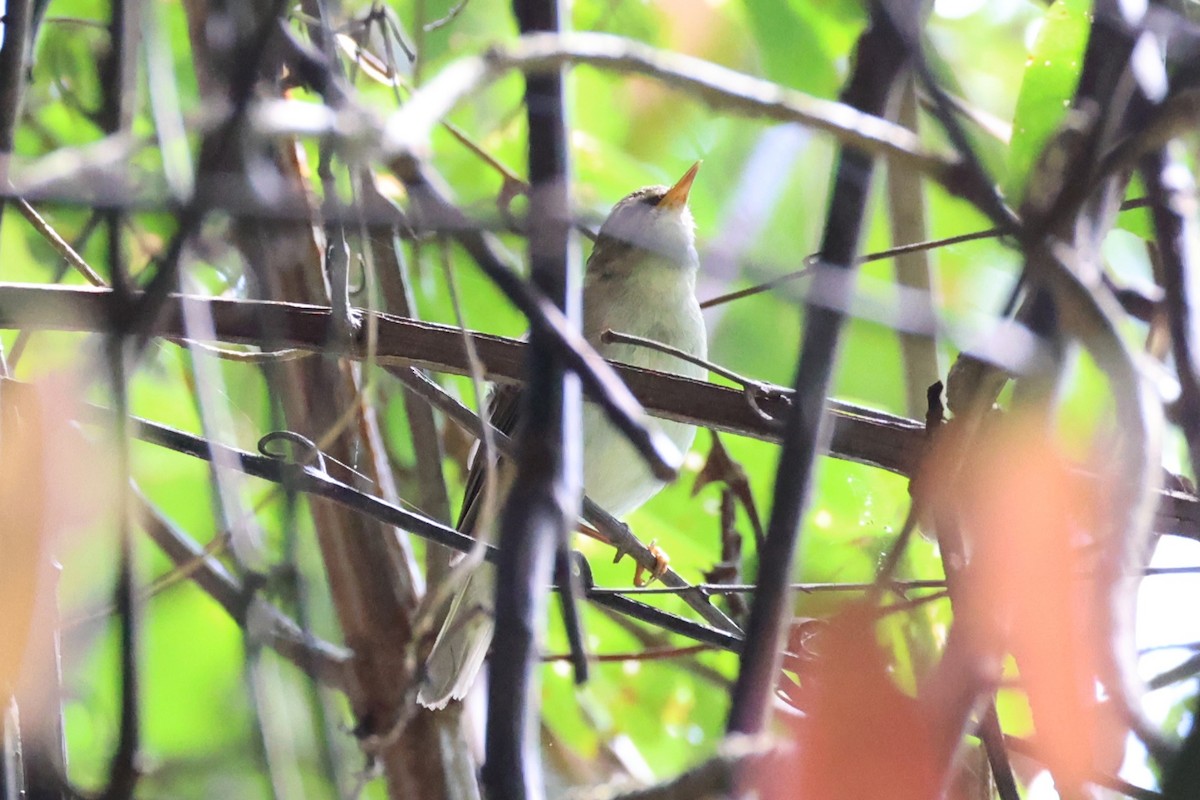 Arctic Warbler - ML620849700