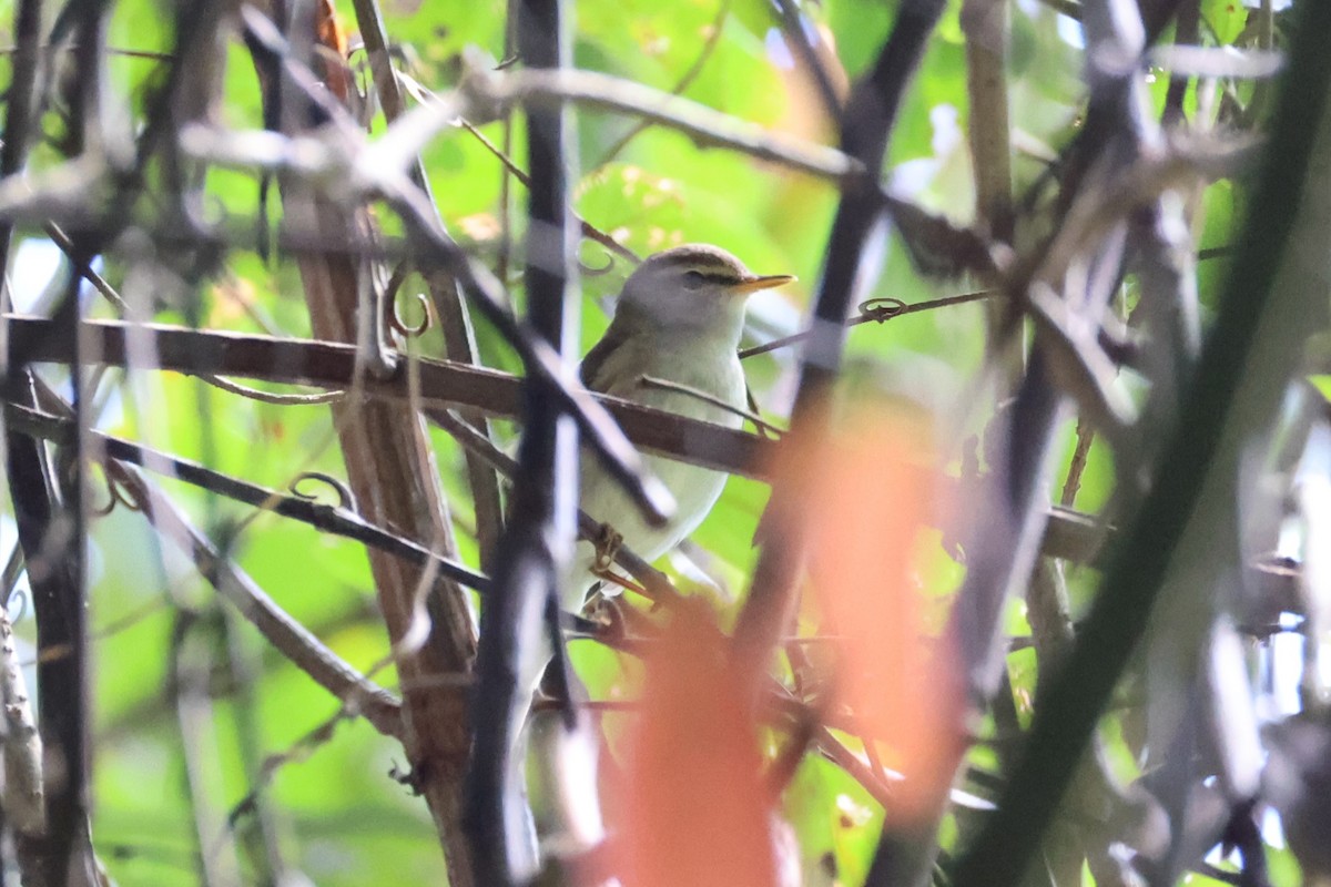 Arctic Warbler - ML620849702