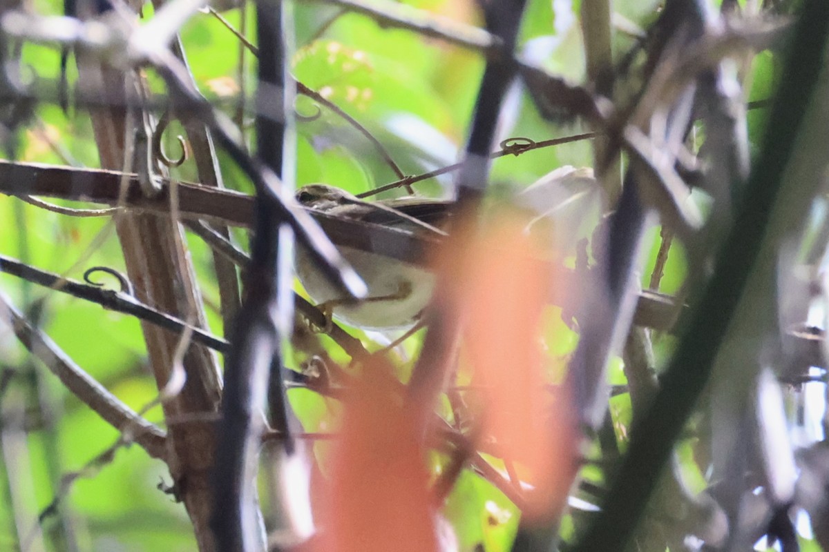 Arctic Warbler - ML620849703