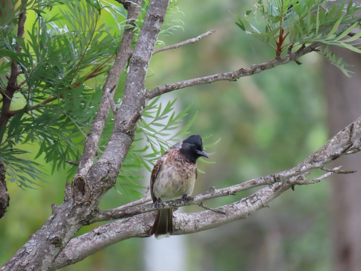 Red-vented Bulbul - ML620849704