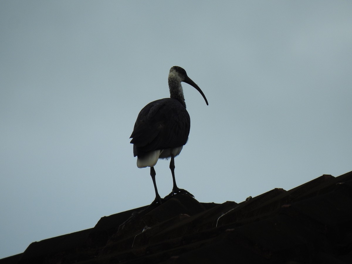 ibis slámokrký - ML620849709