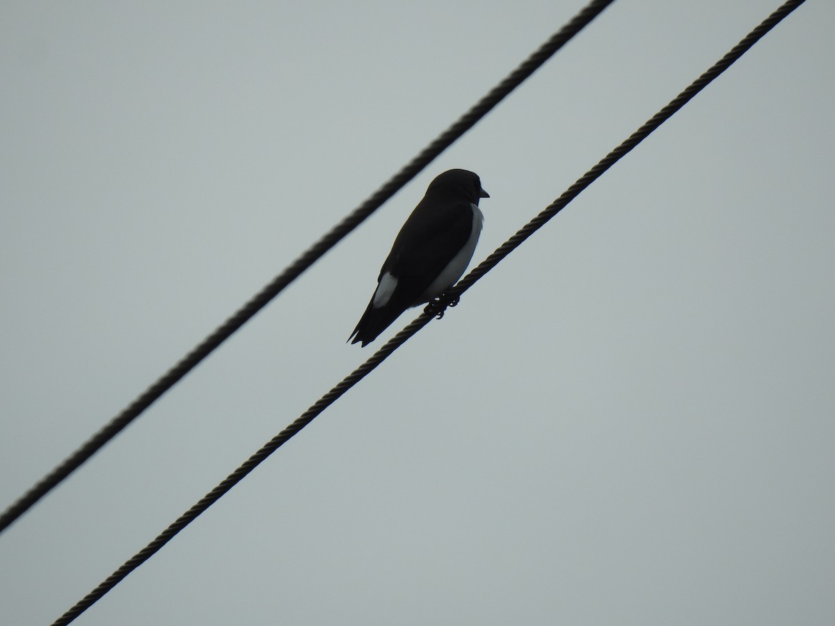 White-breasted Woodswallow - ML620849713