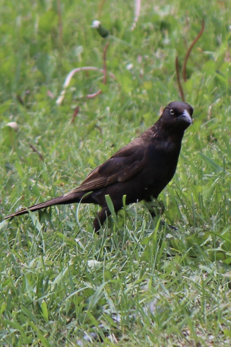 Common Grackle - Amy Ressler-Williams