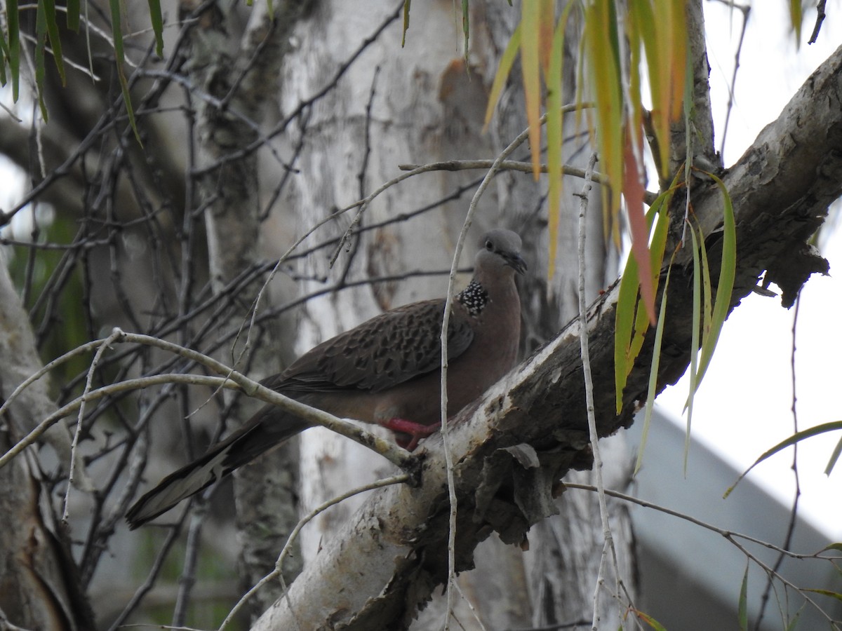 Spotted Dove - ML620849776