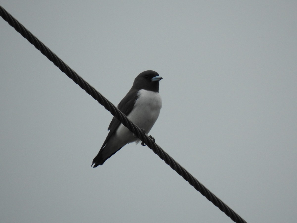 White-breasted Woodswallow - ML620849781