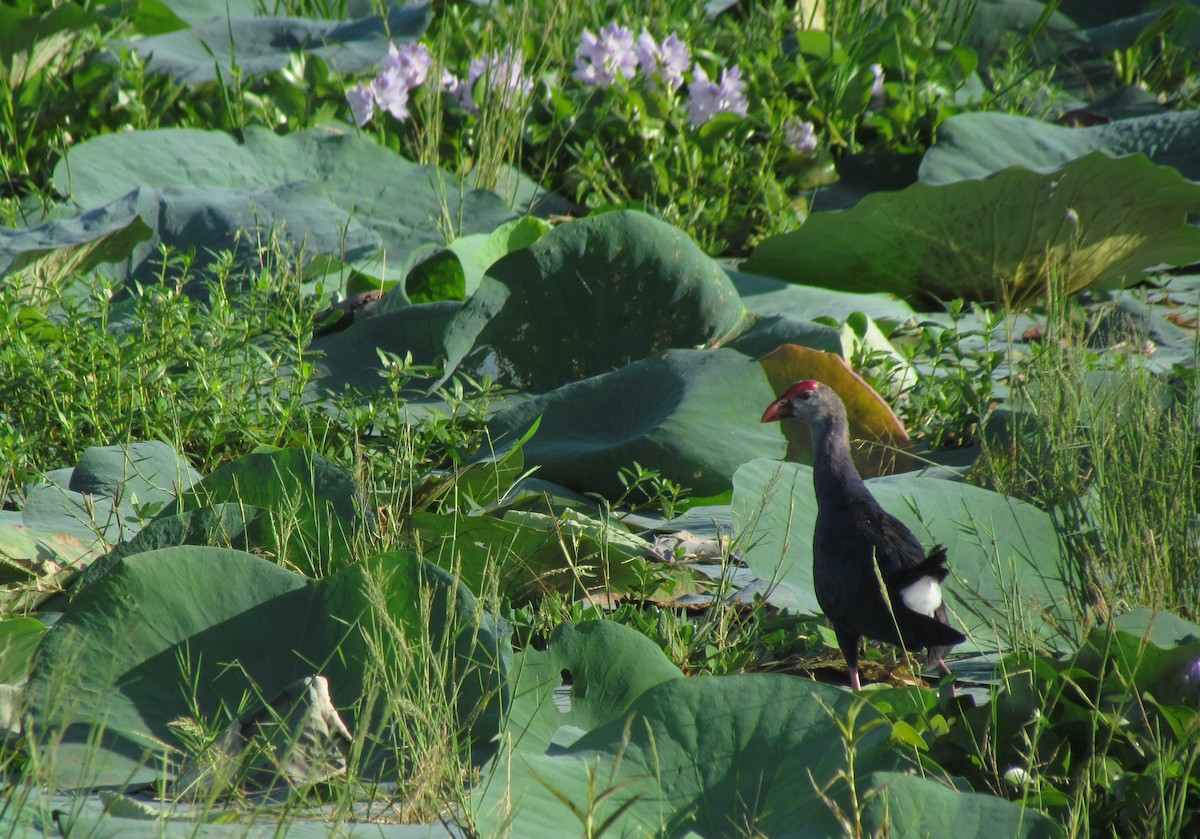 Gray-headed Swamphen - ML620849784