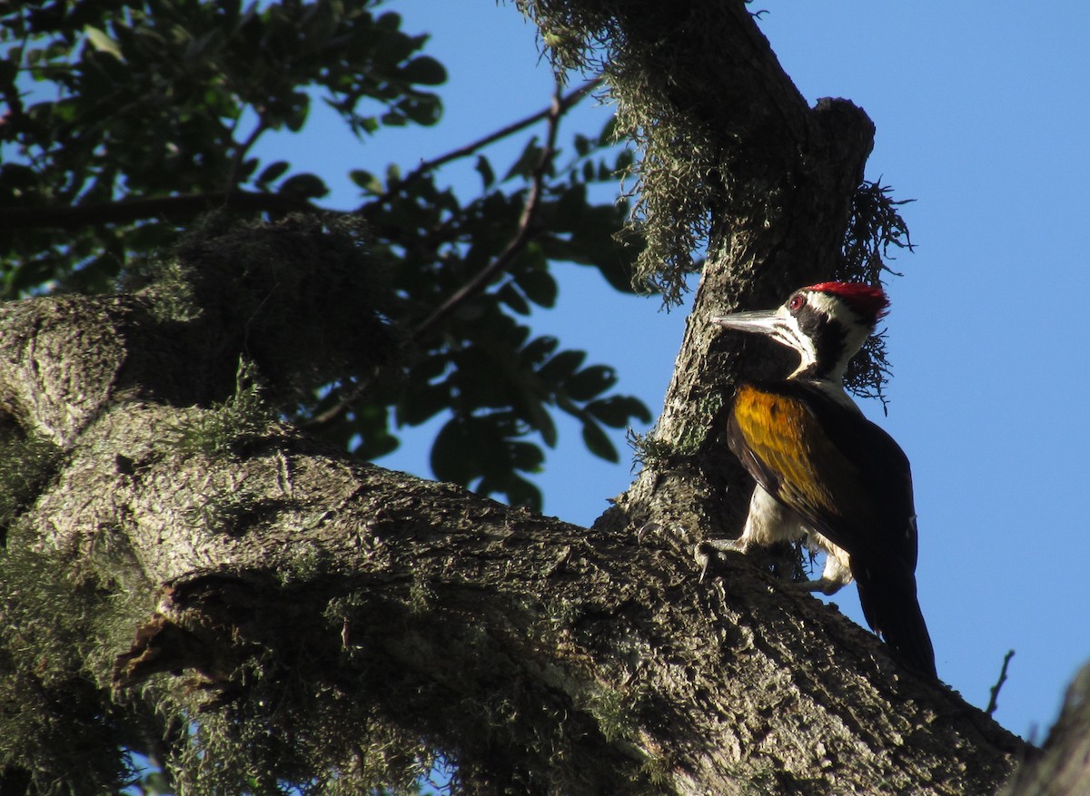 White-naped Woodpecker - ML620849790