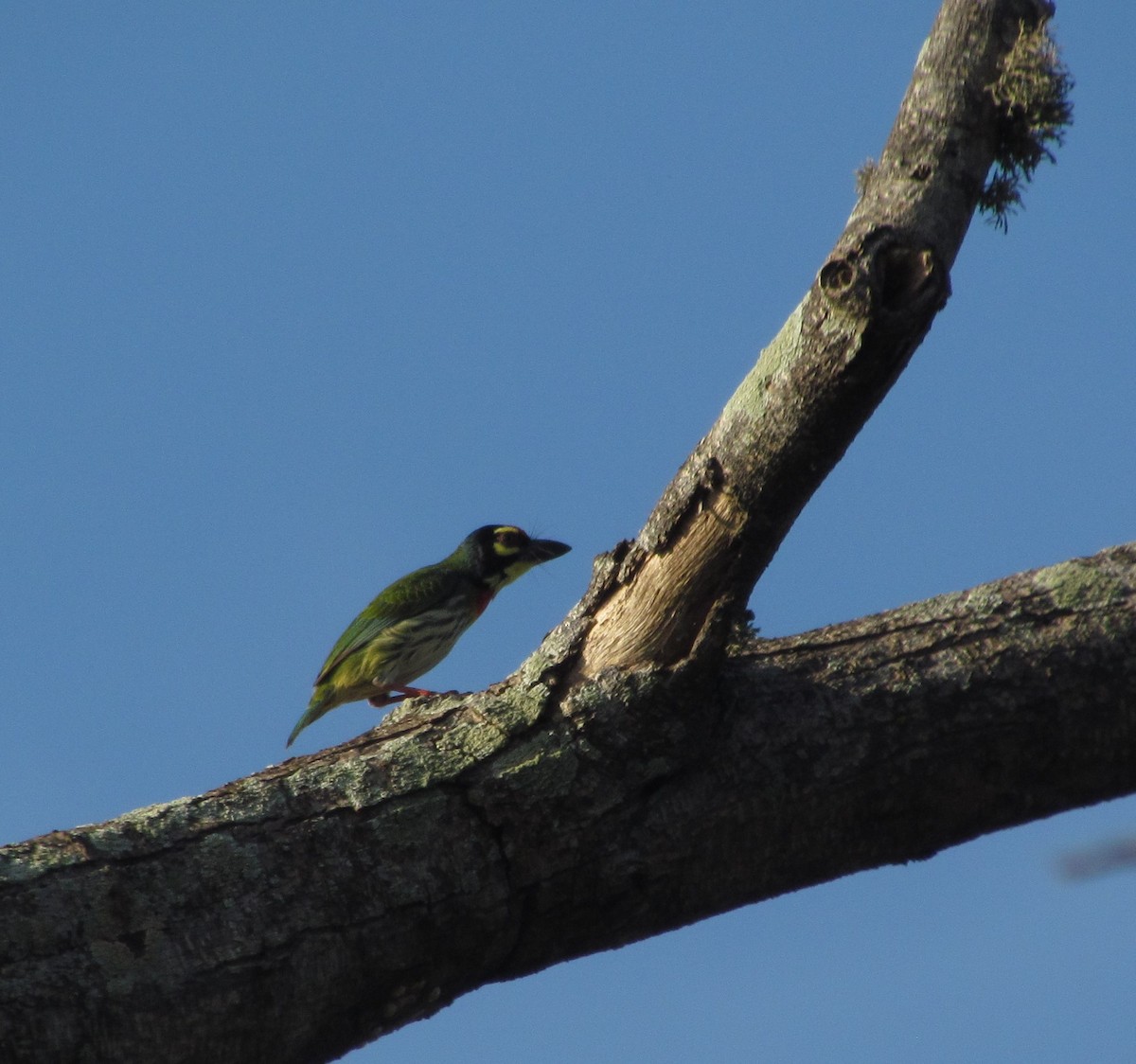 Coppersmith Barbet - ML620849797