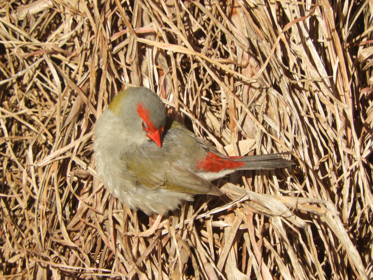 Red-browed Firetail - ML620849803